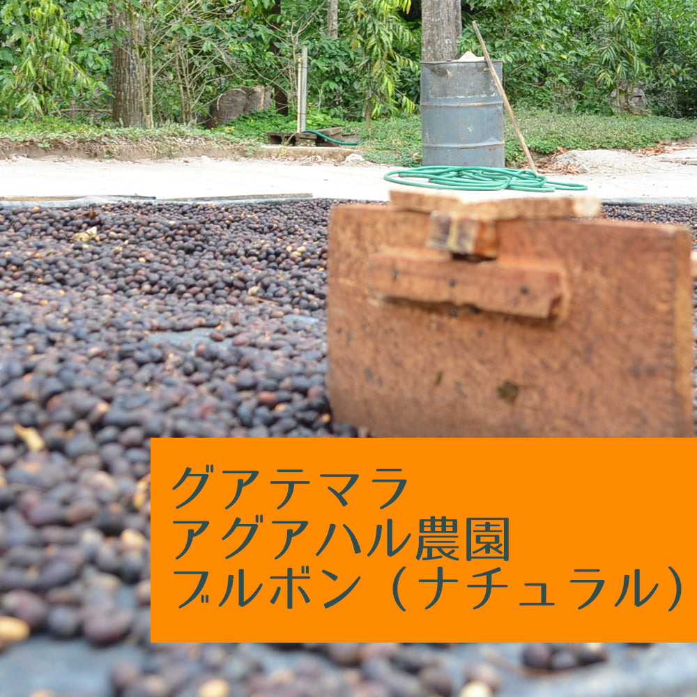 グアテマラ アグアハル農園 ブルボン(ナチュラル)
