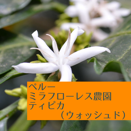 ペルー ミラフローレス農園 ティピカ(ウォッシュド)