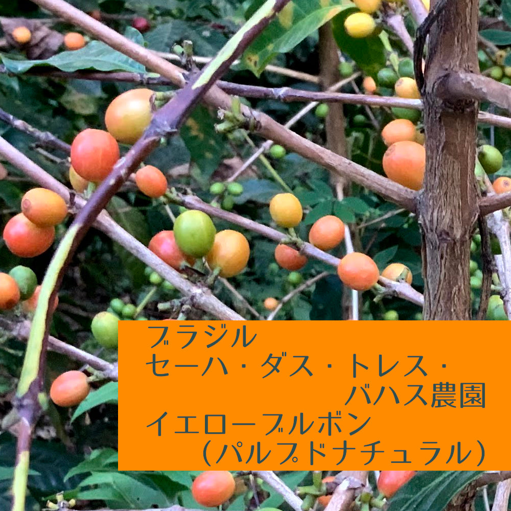 ブラジル セーハ・ダス・トレス・バハス農園 イエローブルボン(パルプドナチュラル)