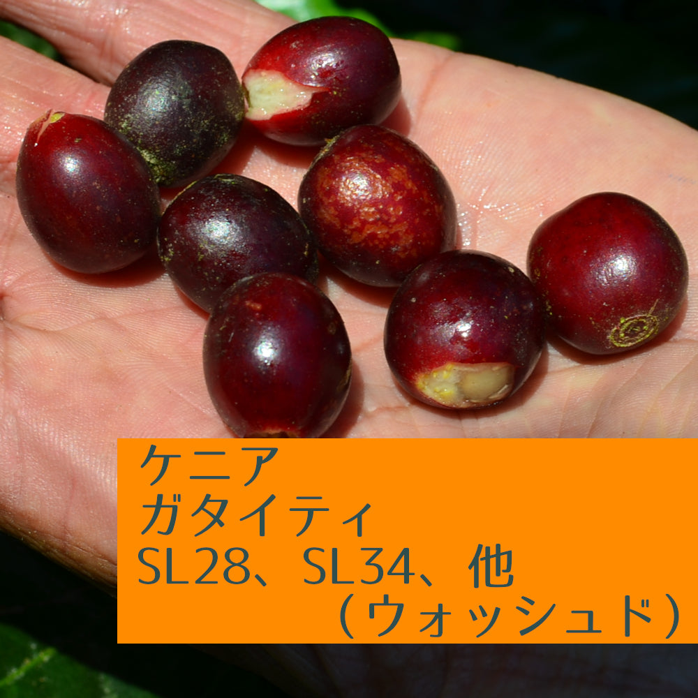 ケニア ガタイティ SL28、SL34、他(ウォッシュド)