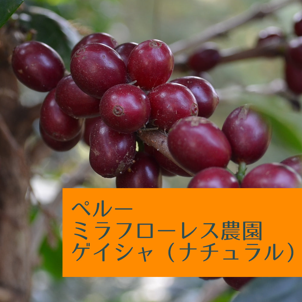 ペルー ミラフローレス農園 ゲイシャ(ナチュラル)