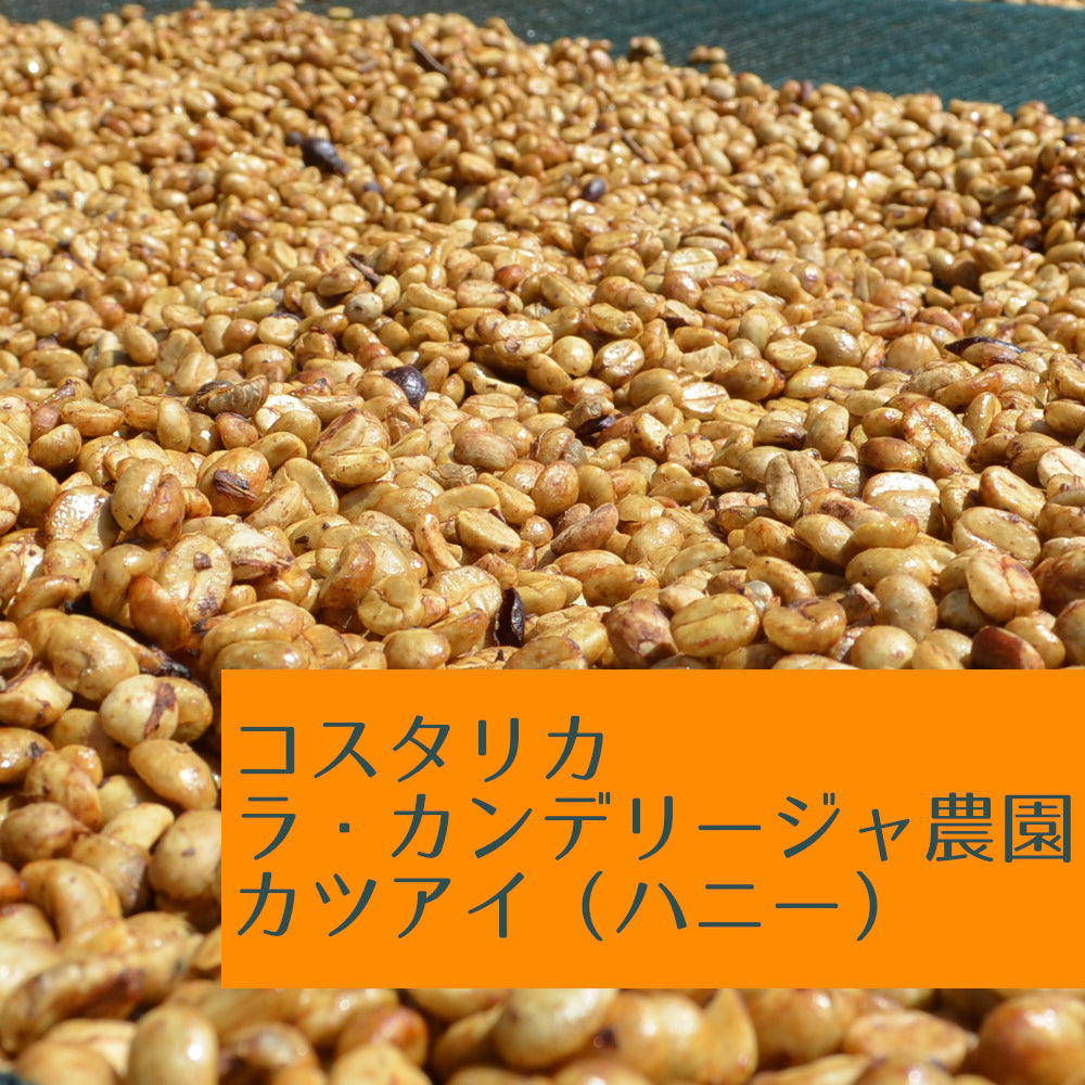 コスタリカ ラ・カンデリージャ農園 カツアイ(ハニー)