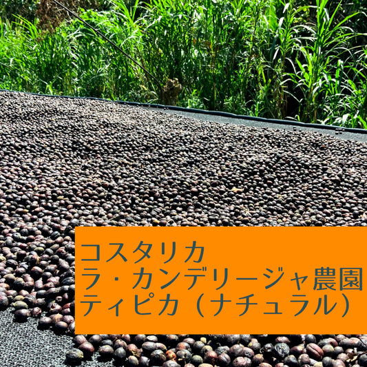 コスタリカ ラ・カンデリージャ農園 ティピカ(ナチュラル)