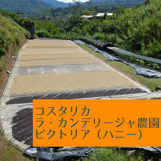 コスタリカ ラ・カンデリージャ農園 ビクトリア(ハニー)