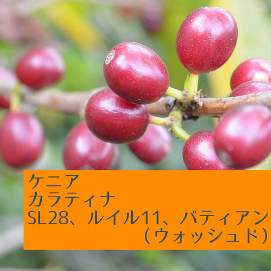ケニア カラティナ SL28、ルイル11、バティアン(ウォッシュド)
