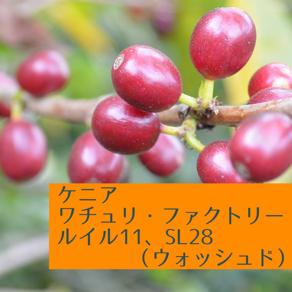 ケニア ワチュリ ルイル11、SL28(ウォッシュド)