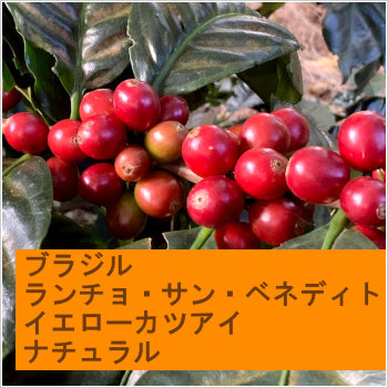 ブラジル ランチョ・サン・ベネディト イエローカツアイ(ナチュラル)