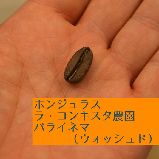 ホンジュラス ラ・コンキスタ農園 パライネマ(ウォッシュド)
