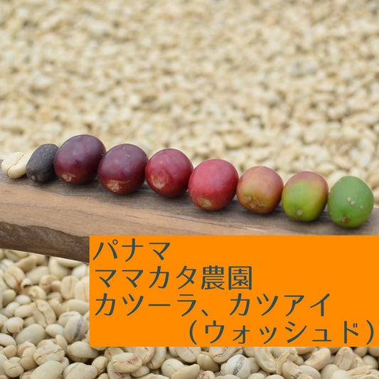 パナマ ママカタ農園 カツーラ、カツアイ(ウォッシュド)