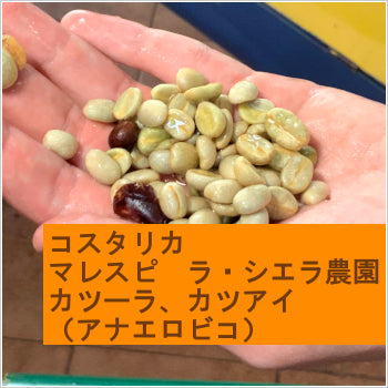 コスタリカ マレスピ ラ・シエラ農園 カツーラ、カツアイ(アナエロビコ)