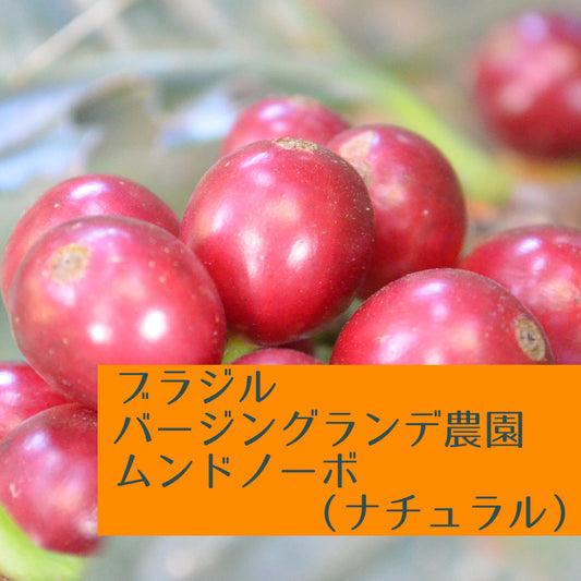 ブラジル バージングランデ農園 ムンドノーボ(ナチュラル)