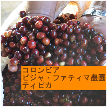 コロンビア ビジャ・ファティマ農園 ティピカ(ウォッシュド)