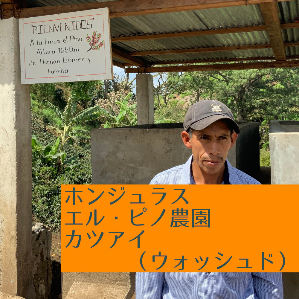 ホンジュラス エル・ピノ農園 カツアイ(ウォッシュド)