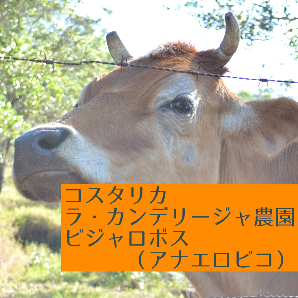 コスタリカ ラ・カンデリージャ農園 ビジャロボス(アナエロビコ)
