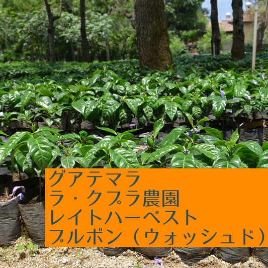 グアテマラ ラ・クプラ農園レイトハーベスト ブルボン(ウォッシュド)