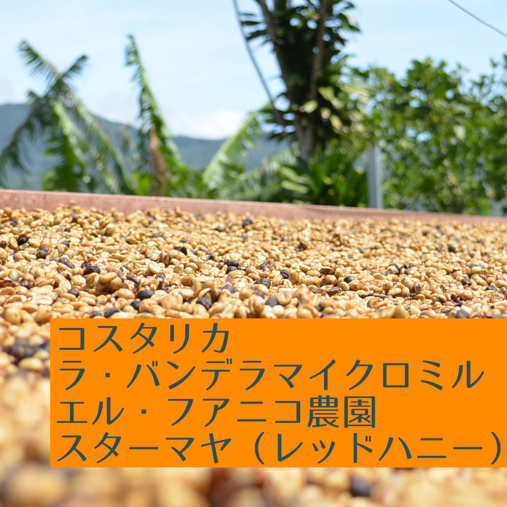 コスタリカ ラ・バンデラ エル・フアニコ農園 スターマヤ(レッドハニー)