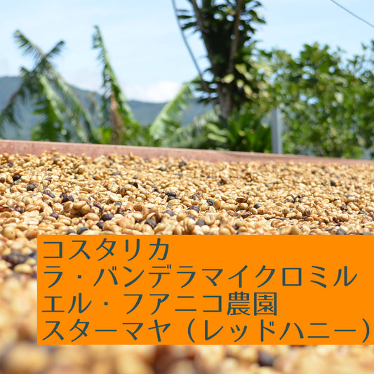 コスタリカ ラ・バンデラ エル・フアニコ農園 スターマヤ(レッドハニー)