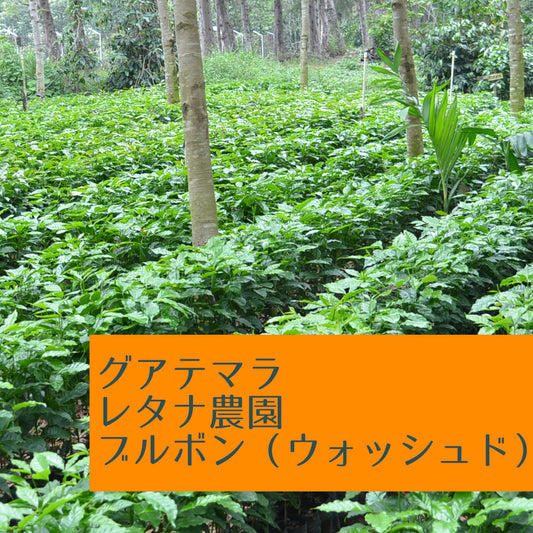 グアテマラ レタナ農園 ブルボン(ウォッシュド)