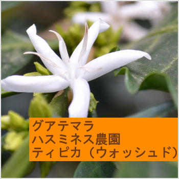 グアテマラ ハスミネス農園 ティピカ(ウォッシュド)