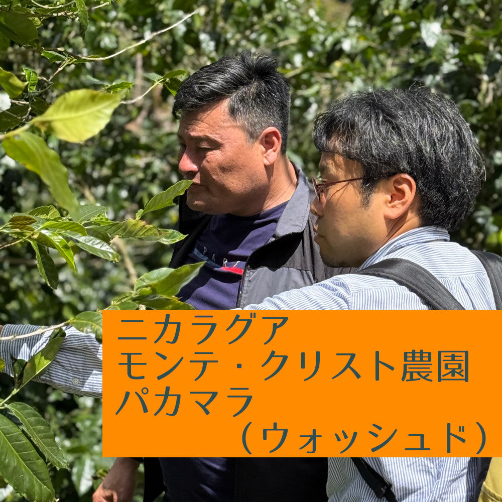 ニカラグア　モンテ・クリスト農園　パカマラ（ウォッシュド）
