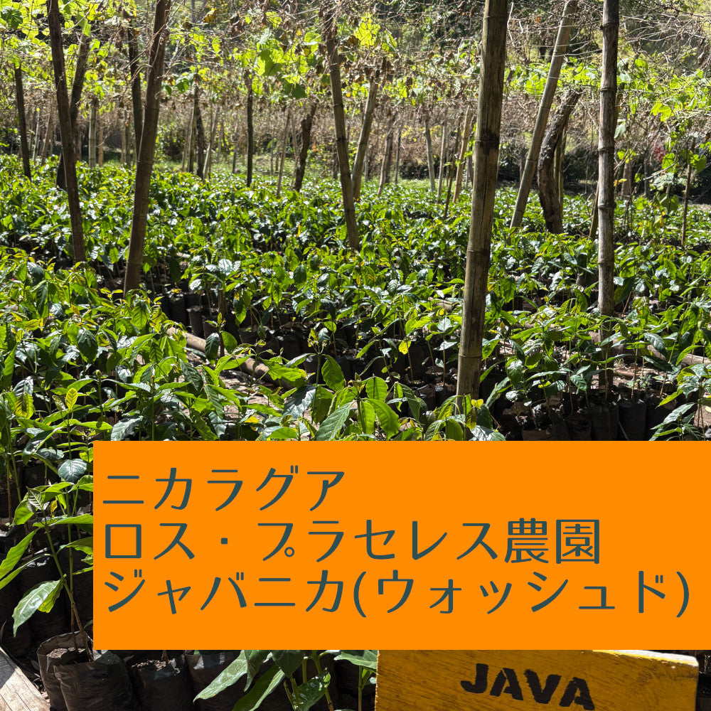 ニカラグア　ロス・プラセレス農園　ジャバニカ（ウォッシュド）