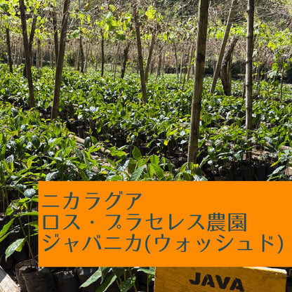ニカラグア　ロス・プラセレス農園　ジャバニカ（ウォッシュド）