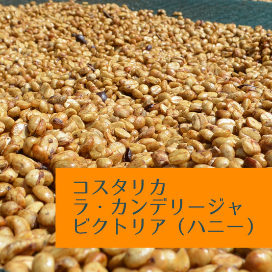 コスタリカ　ラ・カンデリージャ　ビクトリア（ハニー）