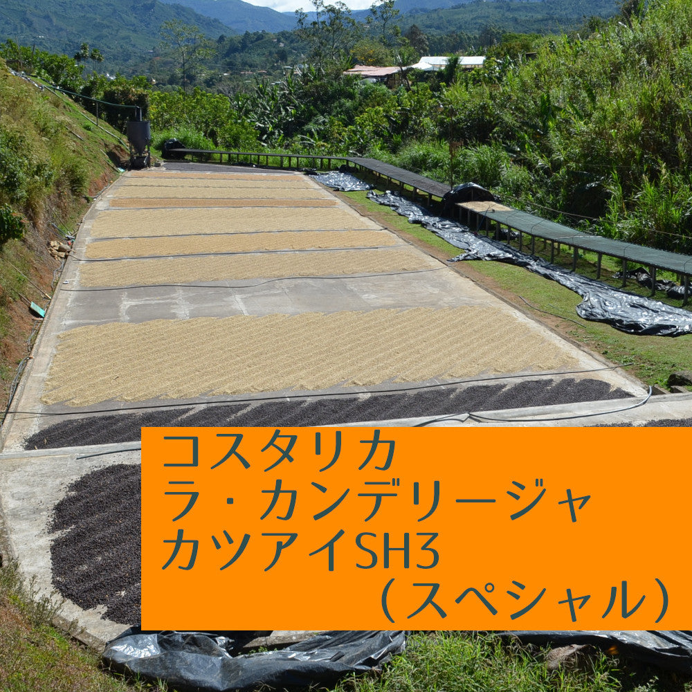 コスタリカ　ラ・カンデリージャ　カツアイSH3（スペシャル）