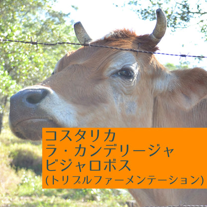 コスタリカ　ラ・カンデリージャ　ビジャロボス（トリプルファーメンテーション）